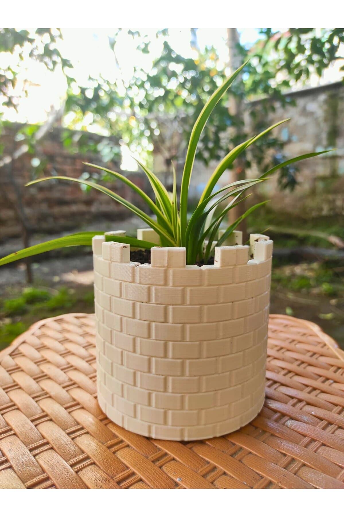 Kurdela Çiçeği - Beyaz Saksıda Canlı Hava Temizleyici Bitki, Ev & Akvaryum Dekoru