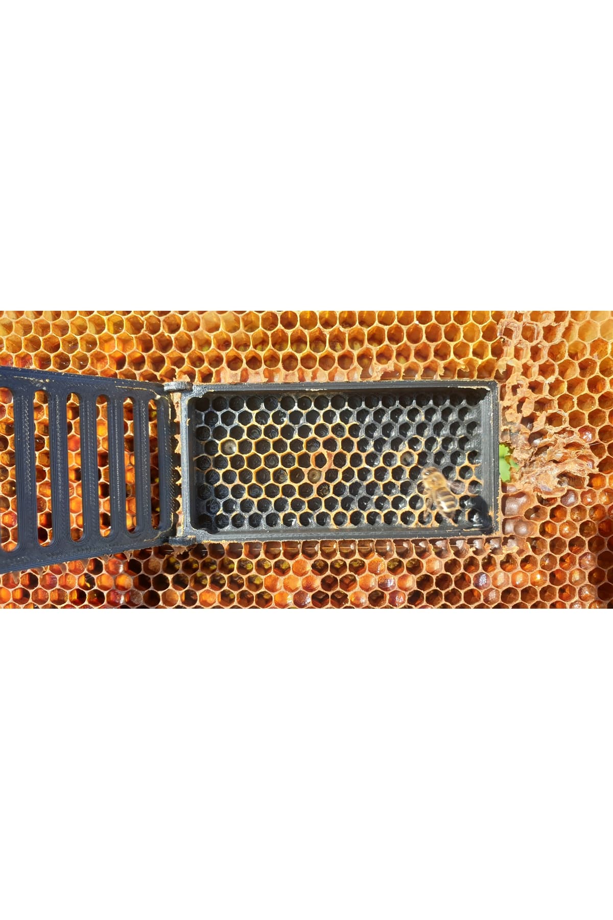 Petek Tipi Ana Arı İzolatör Kafesi - Oğul Kontrolü İçin